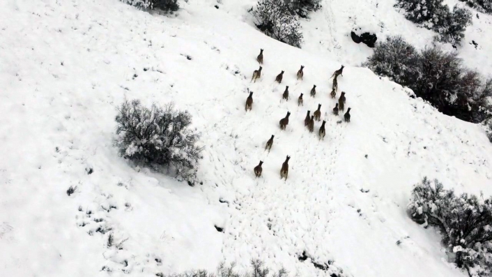 Kar üzerinde yiyecek arayan dağ keçileri dron ile görüntülendi
