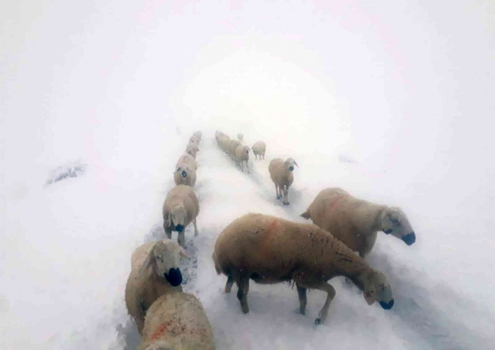 Kara yakalanan çobanların sürüleri ile göçü böyle görüntülendi
