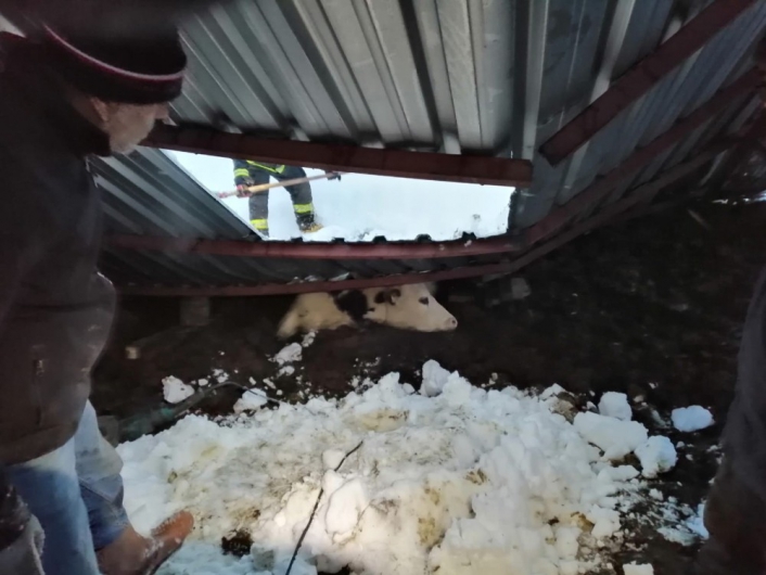 Karda çatılar çöktü, hayvanlar telef oldu
