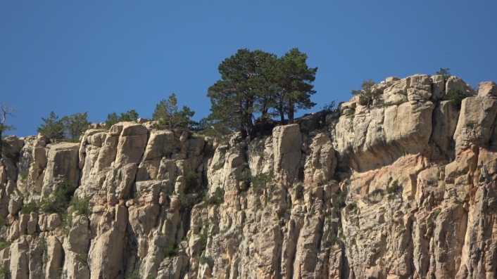 Kayalıkların üzerinde yetişen ağaçlar şaşkınlığa neden oluyor
