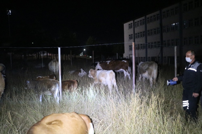 Kaybolan inek sürüsü üniversite yerleşkesine girdi
