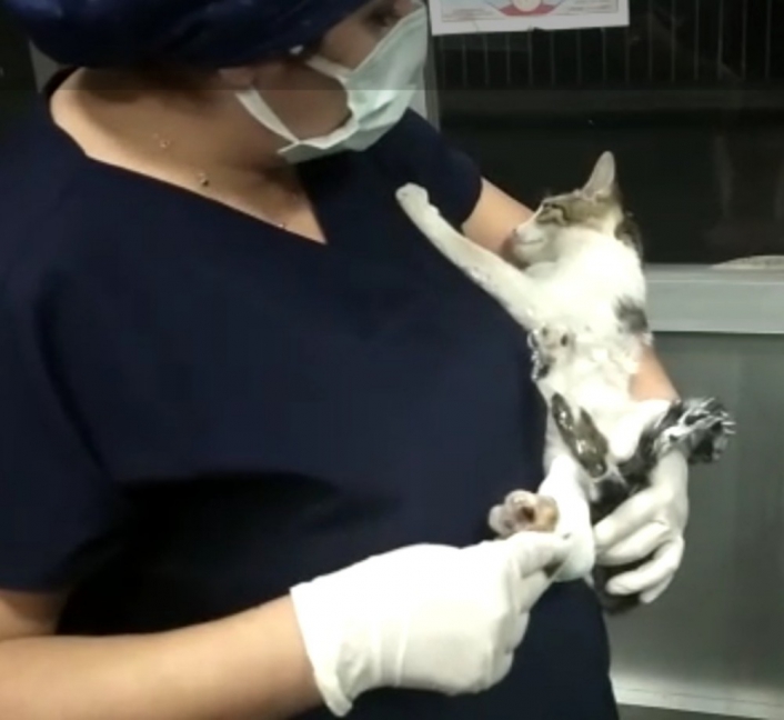 Kırık ayağı ile hastaneye gelen kediye yardım
