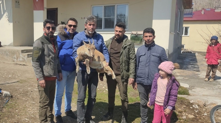 Köpeklerin saldırısından kaçan yavru yaban keçisi eve sığındı
