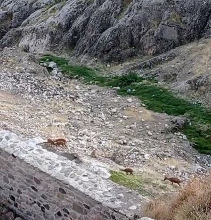 Koruma altındaki dağ keçileri Harput´ta görüntülendi
