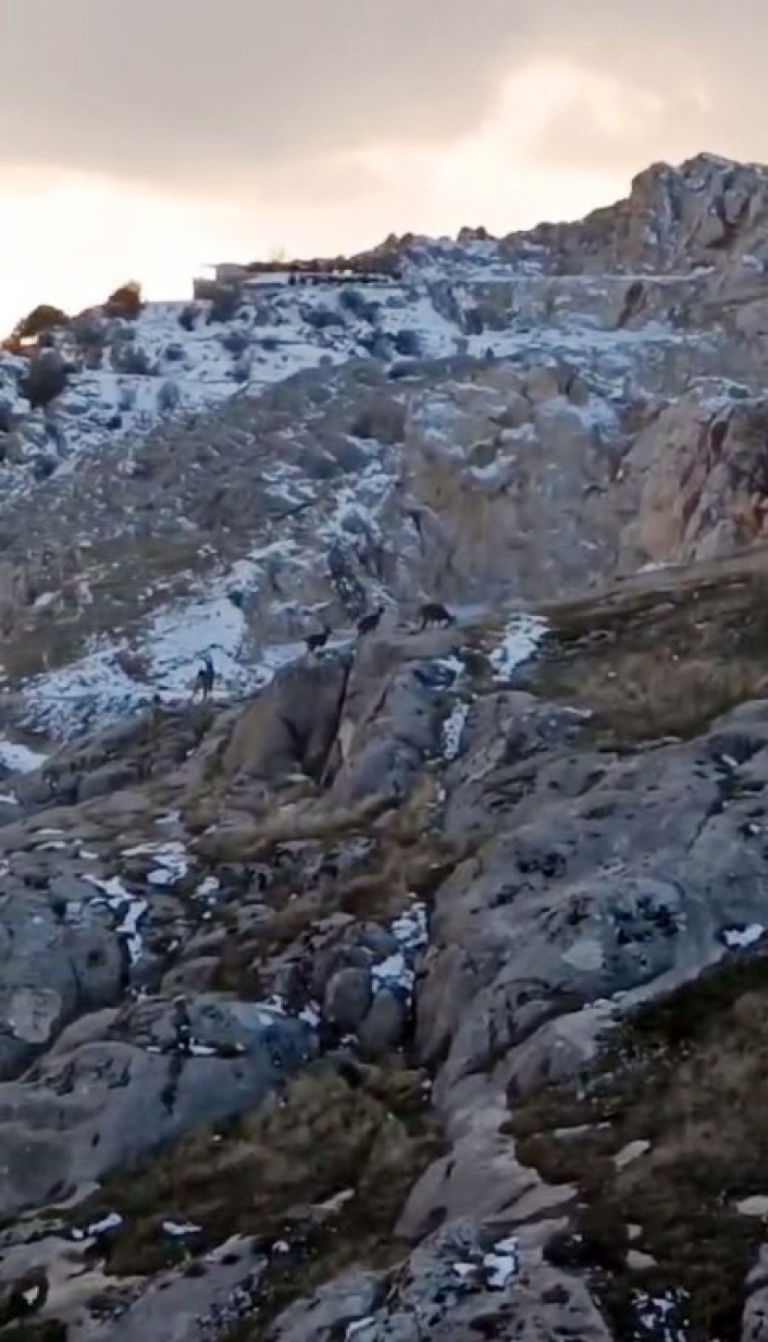 Koruma altındaki dağ keçileri sürü halinde görüntülendi
