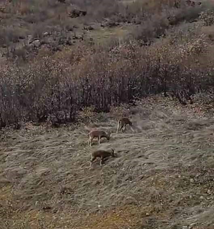 Koruma altındaki dağ keçileri sürü halinde görüntülendi
