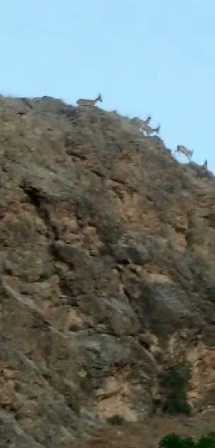 Koruma altındaki dağ keçileri tarihi ilçede görüntülendi
