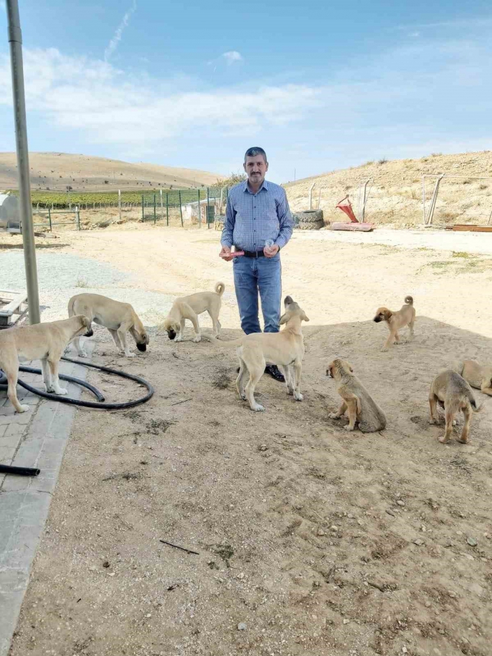 Köy muhtarının hayvan sevgisi: Çeyrek asırdır sahipsiz köpekleri besliyor
