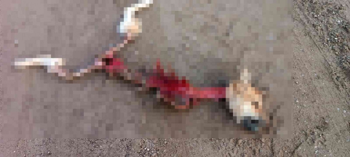 Kurtların yediği düşünülen köpekten geriye iskeleti kaldı
