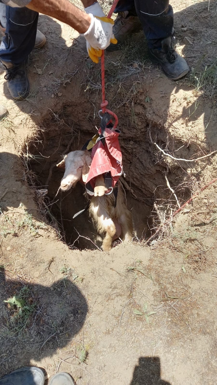 Kuyuya düşen 4 keçi AFAD tarafından kurtarıldı
