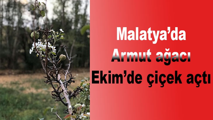 Malatya'da Armut ağacı Ekim´de çiçek açtı