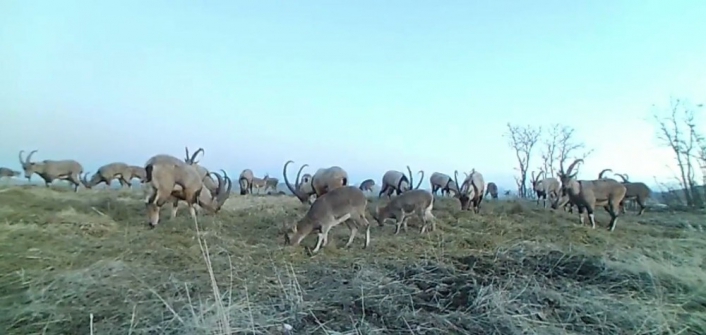 Popülasyonu artan dağ keçileri foto kapanla görüntülendi

