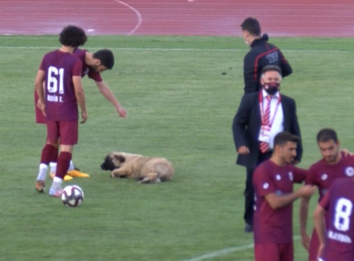 Sevimli köpek önce futbolcularla antrenman yaptı sonra sahadan çıkmadı
