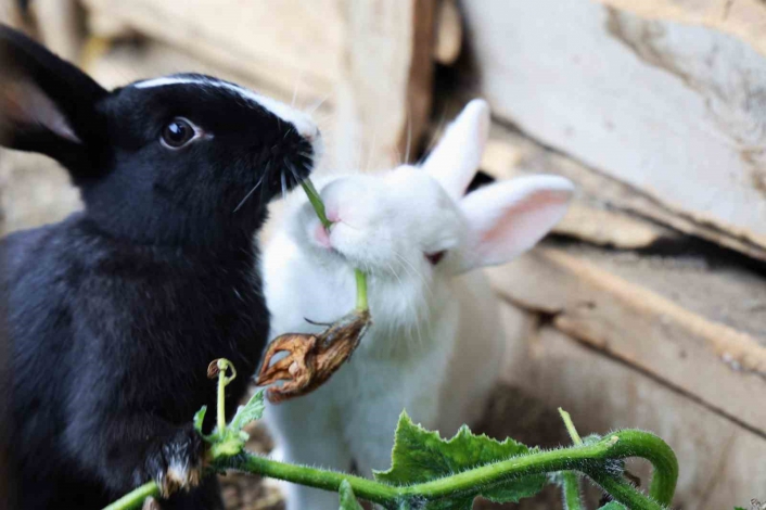 Sevimlilikleriyle göz kamaştıran tavşanların ot ziyafeti
