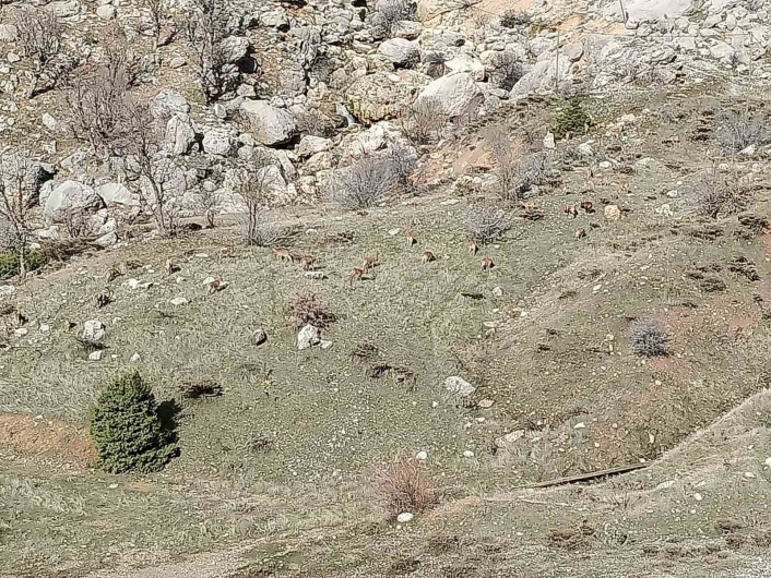 Sincikte dağ keçileri sürü halinde görüldü
