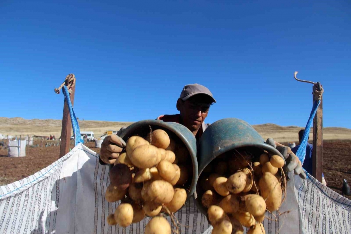 Sivas patates üretiminde rekora koşuyor
