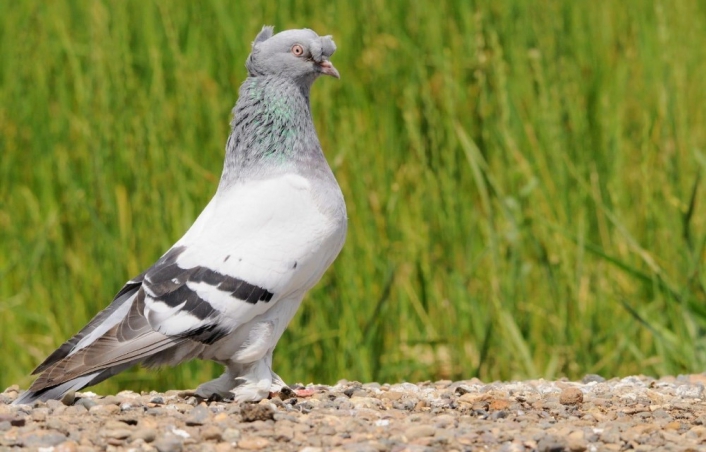 Sivas´ta 6 bin yetiştirici 1 milyon güvercin besliyor
