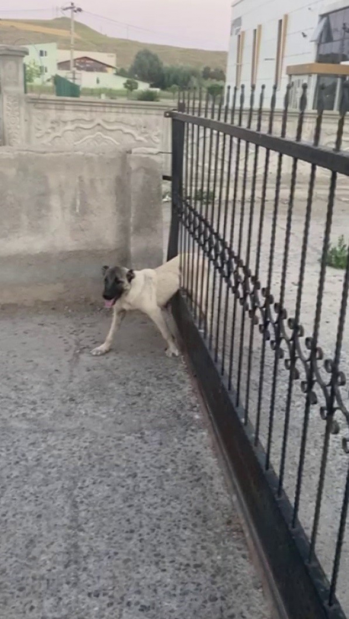 Sivas´ta demir kapının parmaklıklarına sıkışan köpek böyle kurtarıldı

