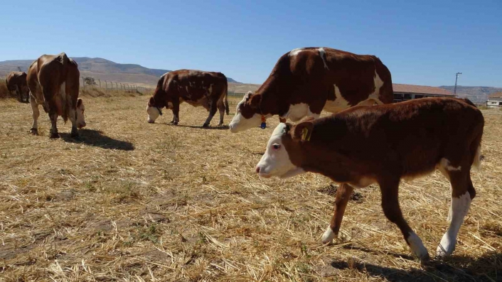 Sultansuyu´nda süt sığırcılığı üretimi arttırılıyor
