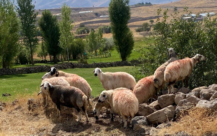 Sürüden ayrılan koyunlar vatandaş ve jandarma iş birliği ile bulundu
