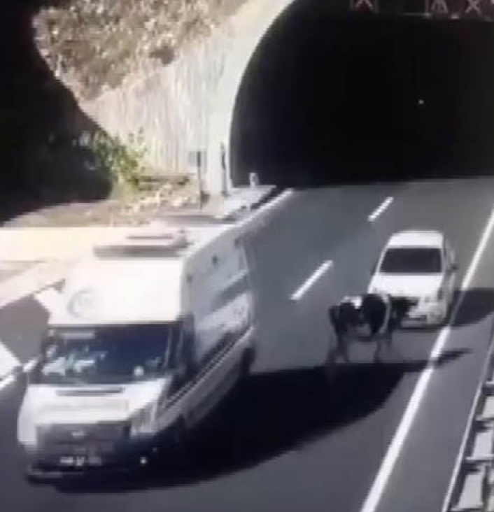 Tünel çıkışında başıboş gezen ineğe otomobil çarptı
