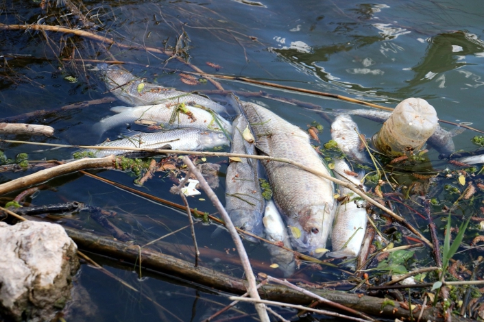 Türkiye´nin en uzun nehrinde toplu balık ölümleri
