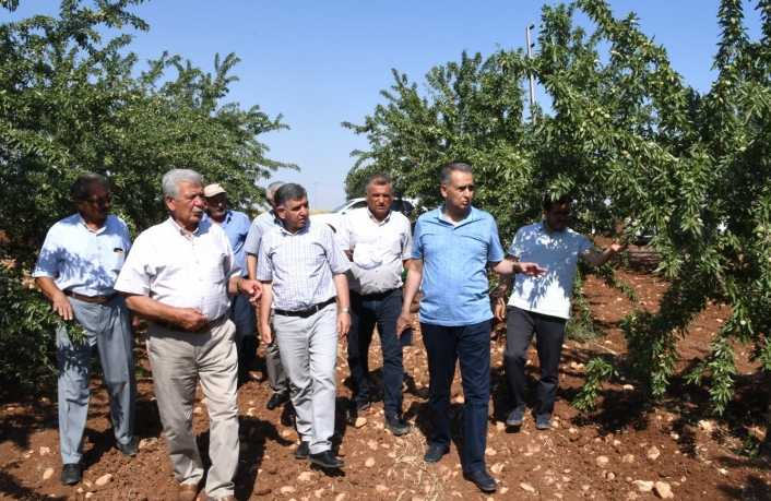 Vali Çuhadar, meyve fidanı üretim merkezini inceledi
