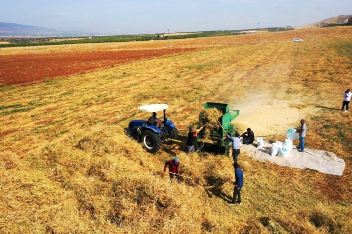Yeşilyurt´ta tarımsal üretim ve AR-GE sahasında kuru fasulye hasadı

