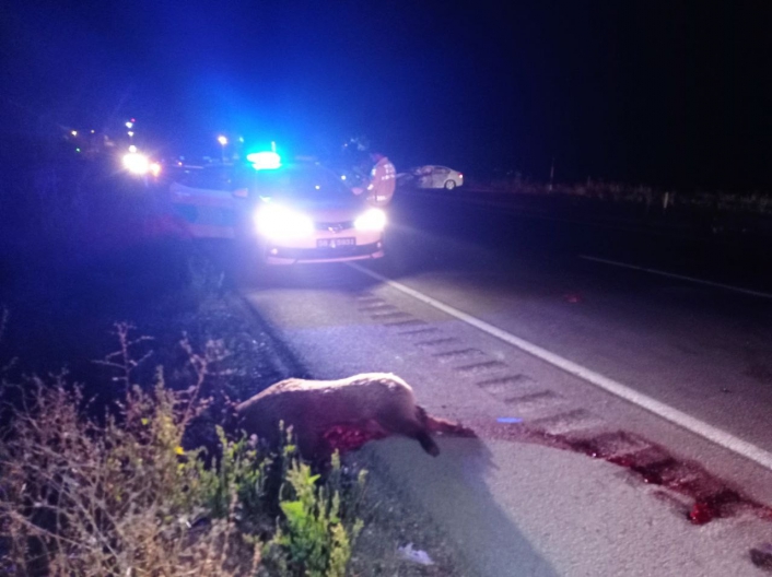 Yola çıkan domuz sürüsü kazaya neden oldu: 6 yaralı
